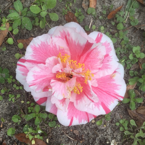 Meet your Posher, Alei - Picture 1 of 1